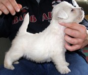 Sugar Star FCI, Hodowla West Highland White Terrier, West Highland White Terriery