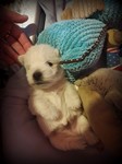 Sugar Star FCI, Hodowla West Highland White Terrier, West Highland White Terriery