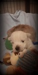 Sugar Star FCI, Hodowla West Highland White Terrier, West Highland White Terriery