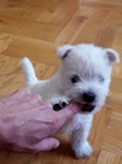 Sugar Star FCI, Hodowla West Highland White Terrier, West Highland White Terriery