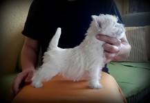 Sugar Star FCI, Hodowla West Highland White Terrier, West Highland White Terriery