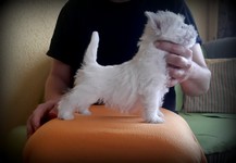 Sugar Star FCI, Hodowla West Highland White Terrier, West Highland White Terriery