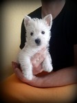 Sugar Star FCI, Hodowla West Highland White Terrier, West Highland White Terriery