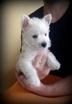 Sugar Star FCI, Hodowla West Highland White Terrier, West Highland White Terriery