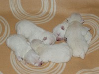 Sugar Star FCI, Hodowla West Highland White Terrier, West Highland White Terriery