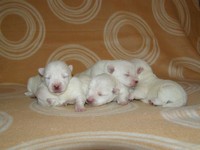Sugar Star FCI, Hodowla West Highland White Terrier, West Highland White Terriery
