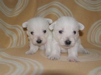 Sugar Star FCI, Hodowla West Highland White Terrier, West Highland White Terriery