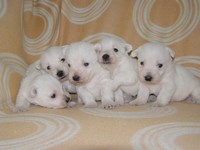 Sugar Star FCI, Hodowla West Highland White Terrier, West Highland White Terriery