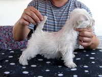 Sugar Star FCI, Hodowla West Highland White Terrier, West Highland White Terriery