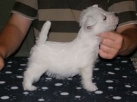 Sugar Star FCI, Hodowla West Highland White Terrier, West Highland White Terriery