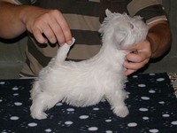 Sugar Star FCI, Hodowla West Highland White Terrier, West Highland White Terriery