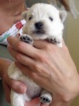 Sugar Star FCI, Hodowla West Highland White Terrier, West Highland White Terriery