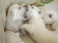 Sugar Star FCI, Hodowla West Highland White Terrier, West Highland White Terriery