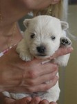 Sugar Star FCI, Hodowla West Highland White Terrier, West Highland White Terriery