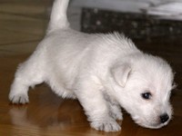 Sugar Star FCI, Hodowla West Highland White Terrier, West Highland White Terriery