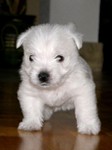 Sugar Star FCI, Hodowla West Highland White Terrier, West Highland White Terriery