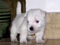 Sugar Star FCI, Hodowla West Highland White Terrier, West Highland White Terriery