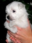 Sugar Star FCI, Hodowla West Highland White Terrier, West Highland White Terriery