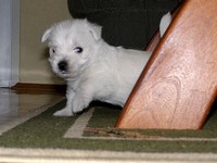 Sugar Star FCI, Hodowla West Highland White Terrier, West Highland White Terriery