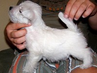 Sugar Star FCI, Hodowla West Highland White Terrier, West Highland White Terriery