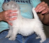 Sugar Star FCI, Hodowla West Highland White Terrier, West Highland White Terriery