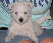 Sugar Star FCI, Hodowla West Highland White Terrier, West Highland White Terriery