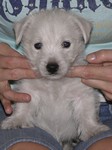 Sugar Star FCI, Hodowla West Highland White Terrier, West Highland White Terriery