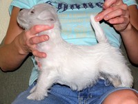 Sugar Star FCI, Hodowla West Highland White Terrier, West Highland White Terriery