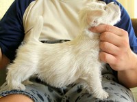 Sugar Star FCI, Hodowla West Highland White Terrier, West Highland White Terriery