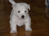 Sugar Star FCI, Hodowla West Highland White Terrier, West Highland White Terriery