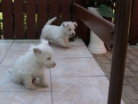 Sugar Star FCI, Hodowla West Highland White Terrier, West Highland White Terriery