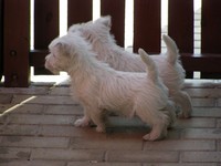 Sugar Star FCI, Hodowla West Highland White Terrier, West Highland White Terriery