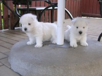 Sugar Star FCI, Hodowla West Highland White Terrier, West Highland White Terriery