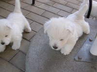 Sugar Star FCI, Hodowla West Highland White Terrier, West Highland White Terriery