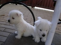Sugar Star FCI, Hodowla West Highland White Terrier, West Highland White Terriery