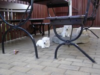 Sugar Star FCI, Hodowla West Highland White Terrier, West Highland White Terriery