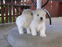 Sugar Star FCI, Hodowla West Highland White Terrier, West Highland White Terriery