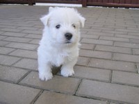 Sugar Star FCI, Hodowla West Highland White Terrier, West Highland White Terriery