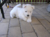 Sugar Star FCI, Hodowla West Highland White Terrier, West Highland White Terriery