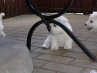 Sugar Star FCI, Hodowla West Highland White Terrier, West Highland White Terriery