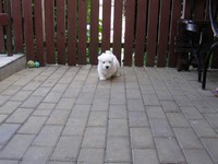 Sugar Star FCI, Hodowla West Highland White Terrier, West Highland White Terriery