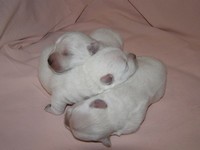 Sugar Star FCI, Hodowla West Highland White Terrier, West Highland White Terriery