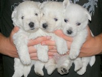 Sugar Star FCI, Hodowla West Highland White Terrier, West Highland White Terriery