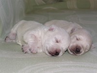 Sugar Star FCI, Hodowla West Highland White Terrier, West Highland White Terriery