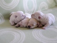 Sugar Star FCI, Hodowla West Highland White Terrier, West Highland White Terriery