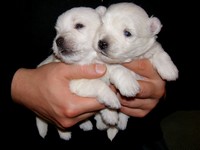 Sugar Star FCI, Hodowla West Highland White Terrier, West Highland White Terriery