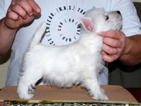 Sugar Star FCI, Hodowla West Highland White Terrier, West Highland White Terriery