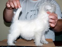 Sugar Star FCI, Hodowla West Highland White Terrier, West Highland White Terriery