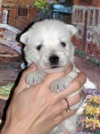 Sugar Star FCI, Hodowla West Highland White Terrier, West Highland White Terriery