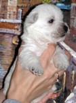 Sugar Star FCI, Hodowla West Highland White Terrier, West Highland White Terriery